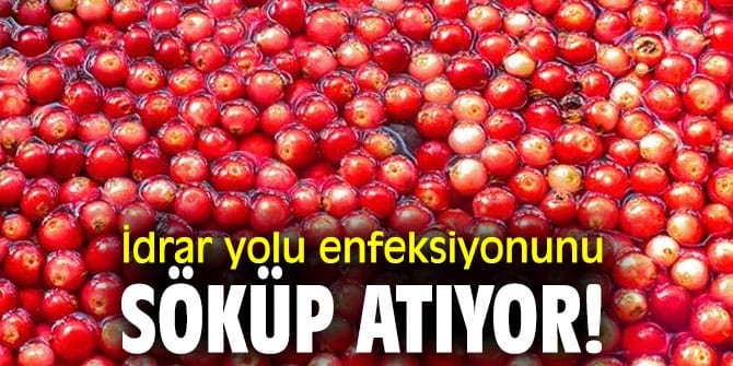 17506140441020650529