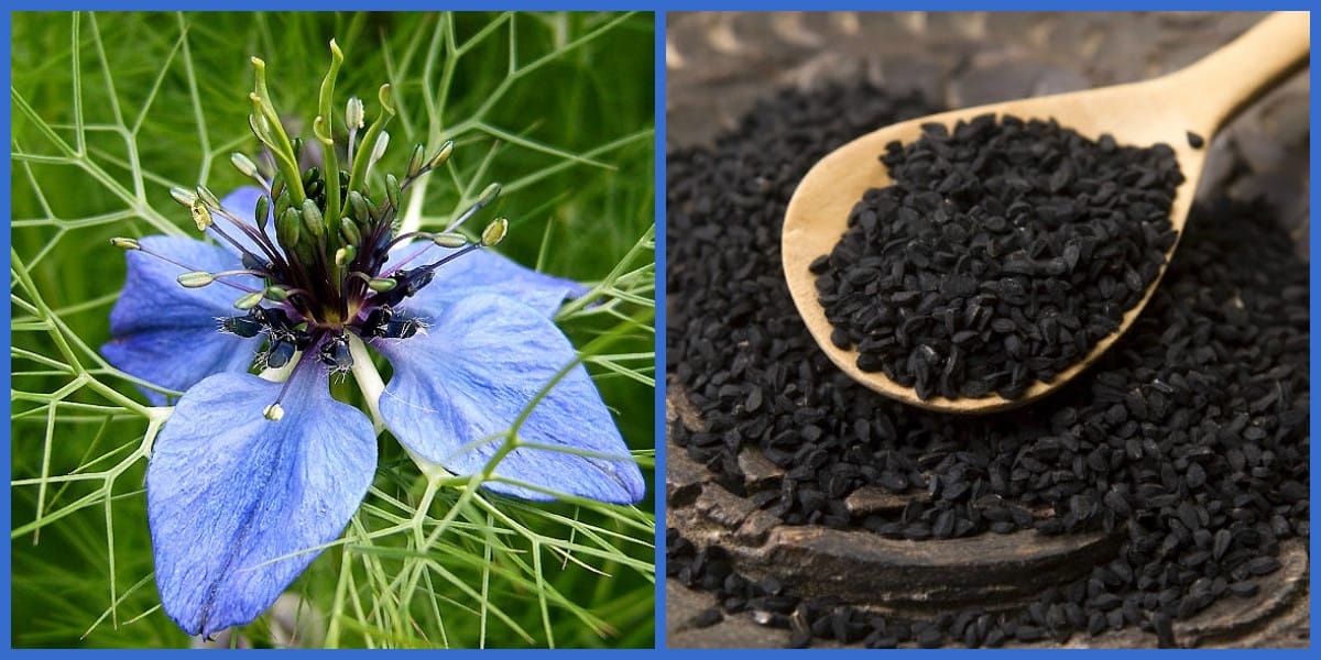 17509376711611544216