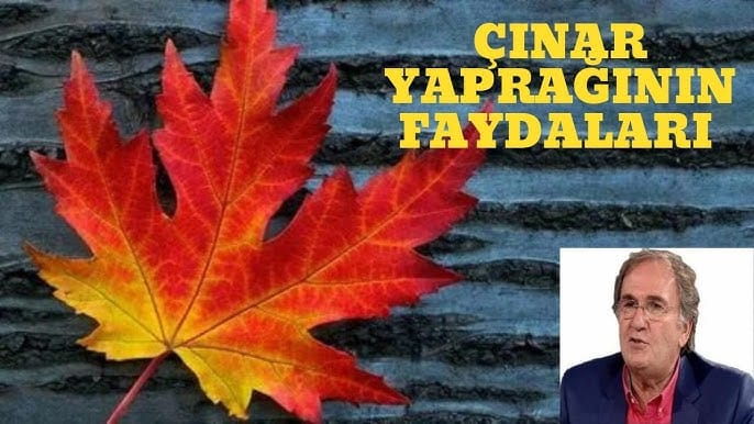 17521832632040502683