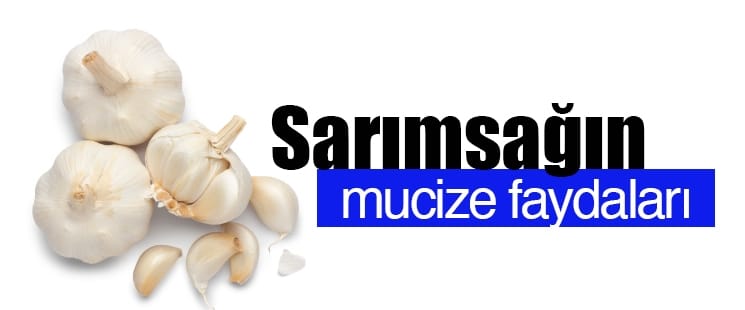 17658978721687455198