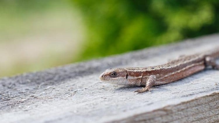 17665025191441823505