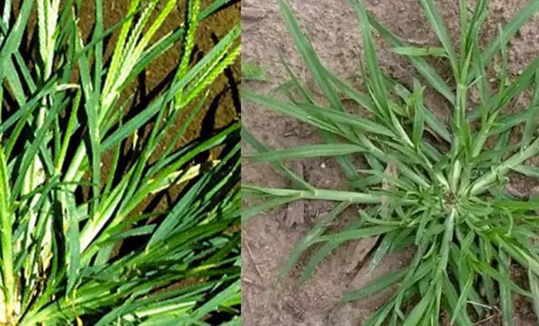 17676108251903518371