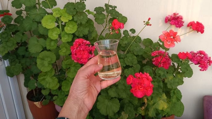 17686773251472968753