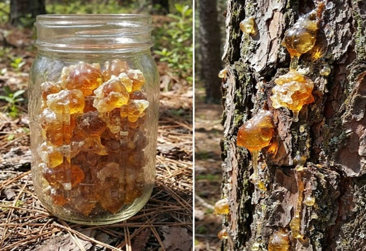 17697976741104320080