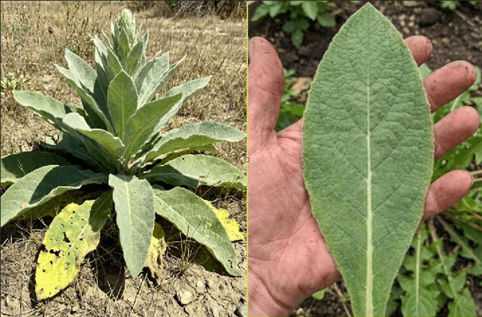 17721878361477513255