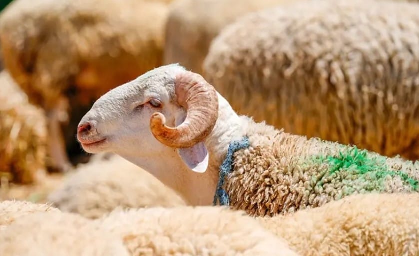 17754184541237616971