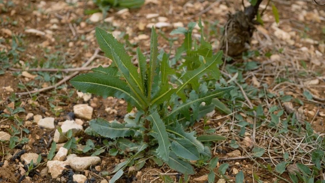 17758559141573259672