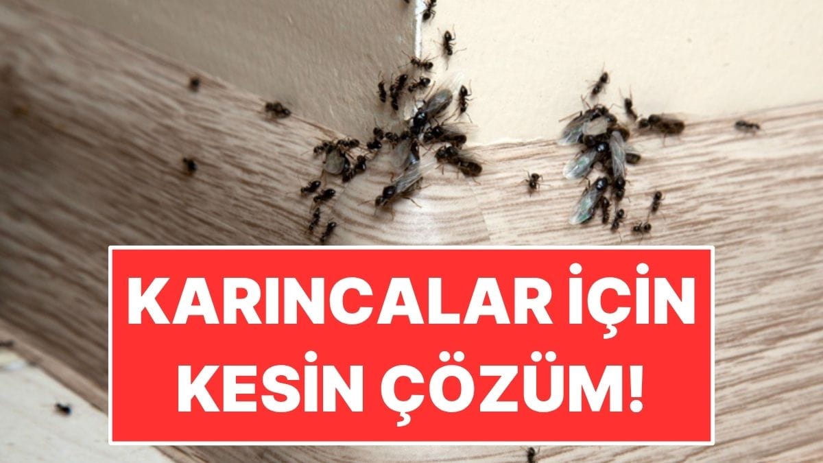 17767139091368092451